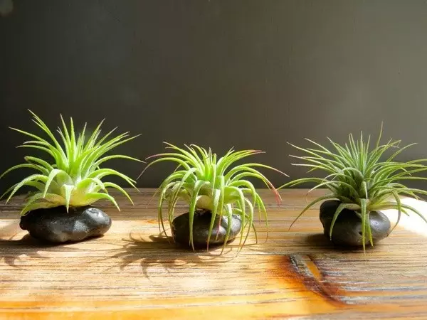 Air plants: what it is, care and ideas of the house decor (50 photos)