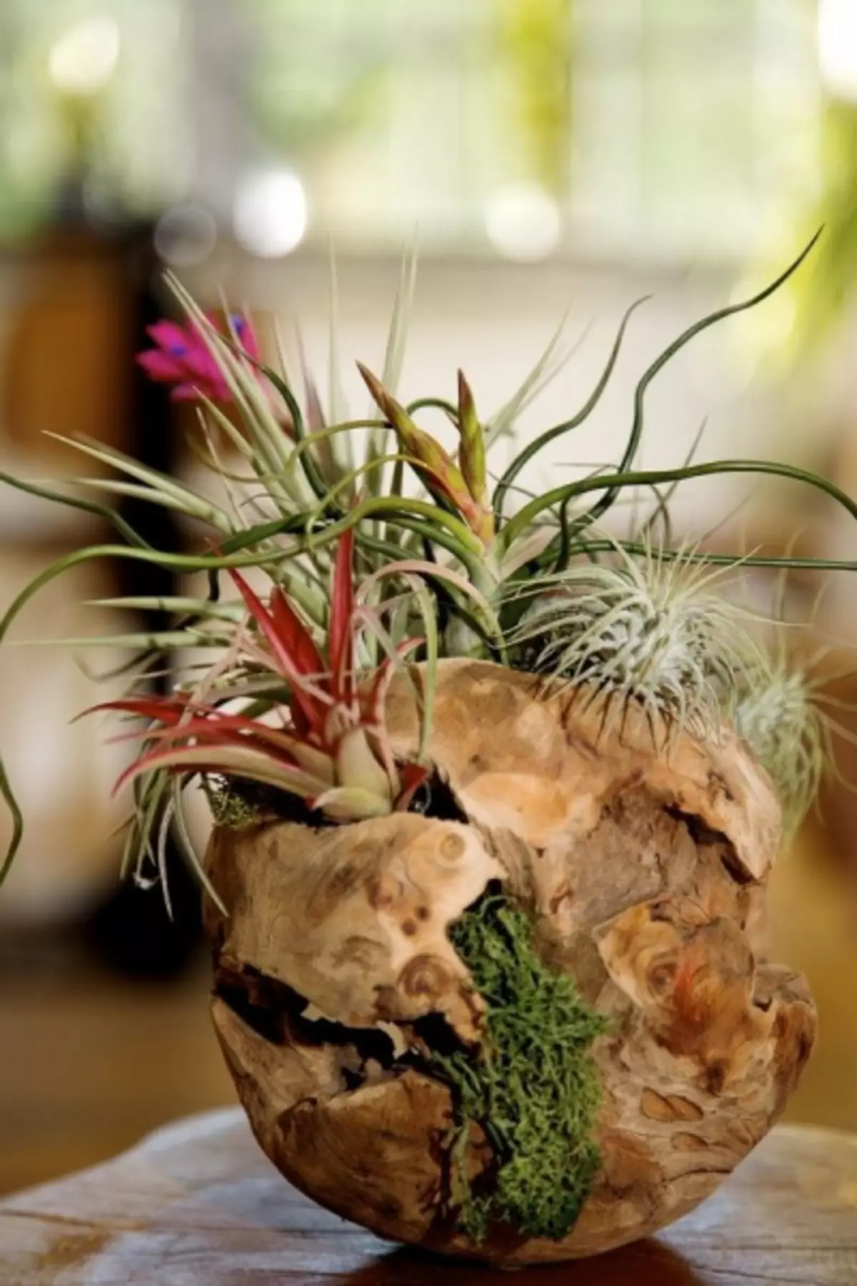 Air Plants: Hvad er det, pleje og ideer i husindretningen (50 billeder)