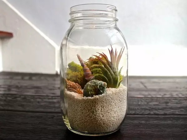 Plantas de aire: o que é, coidado e ideas da decoración da casa (50 fotos)