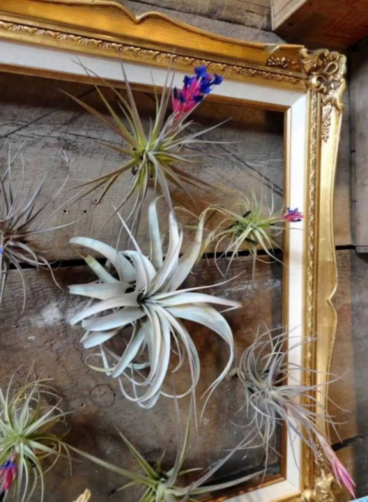 Air Plants: Hvad er det, pleje og ideer i husindretningen (50 billeder)