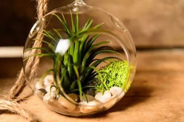 Air plants: what it is, care and ideas of the house decor (50 photos)