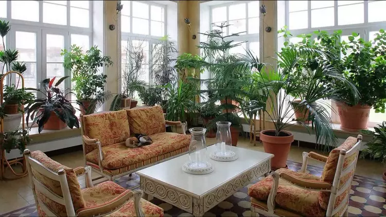 房間植物的花園：在家裡靠近大自然（37張）