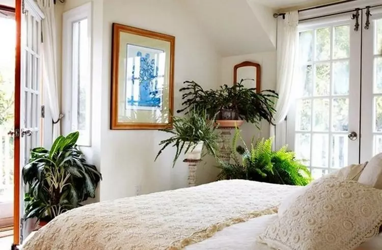 Kert a szobában növények az apartmanban: közelebb a természethez (37 fotó)