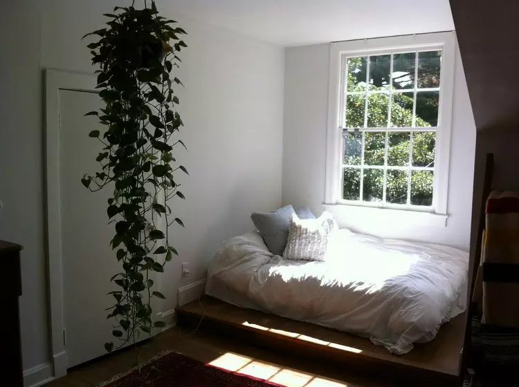 Puutarha huoneen kasveista huoneistossa: lähempänä luontoa kotona (37 kuvaa)
