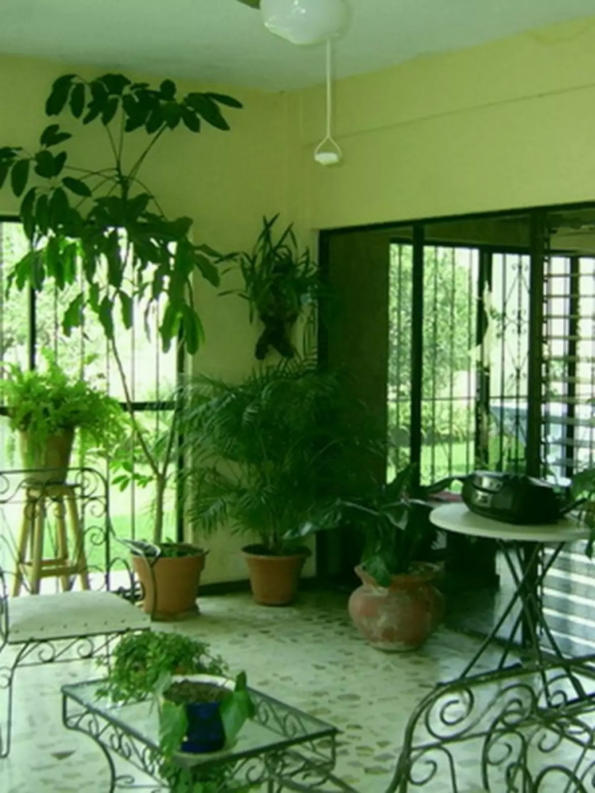 Taman dari tanaman kamar di apartemen: lebih dekat ke alam di rumah (37 foto)