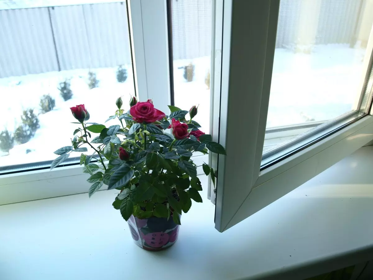 [Tanduran ing omah] Kepiye tuwuh mawar ing jendela?
