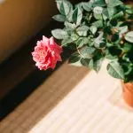 [Planten in het huis] Hoe te groeien rozen in het raam?