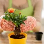 [Plantes dans la maison] Comment faire pousser des roses sur la fenêtre?