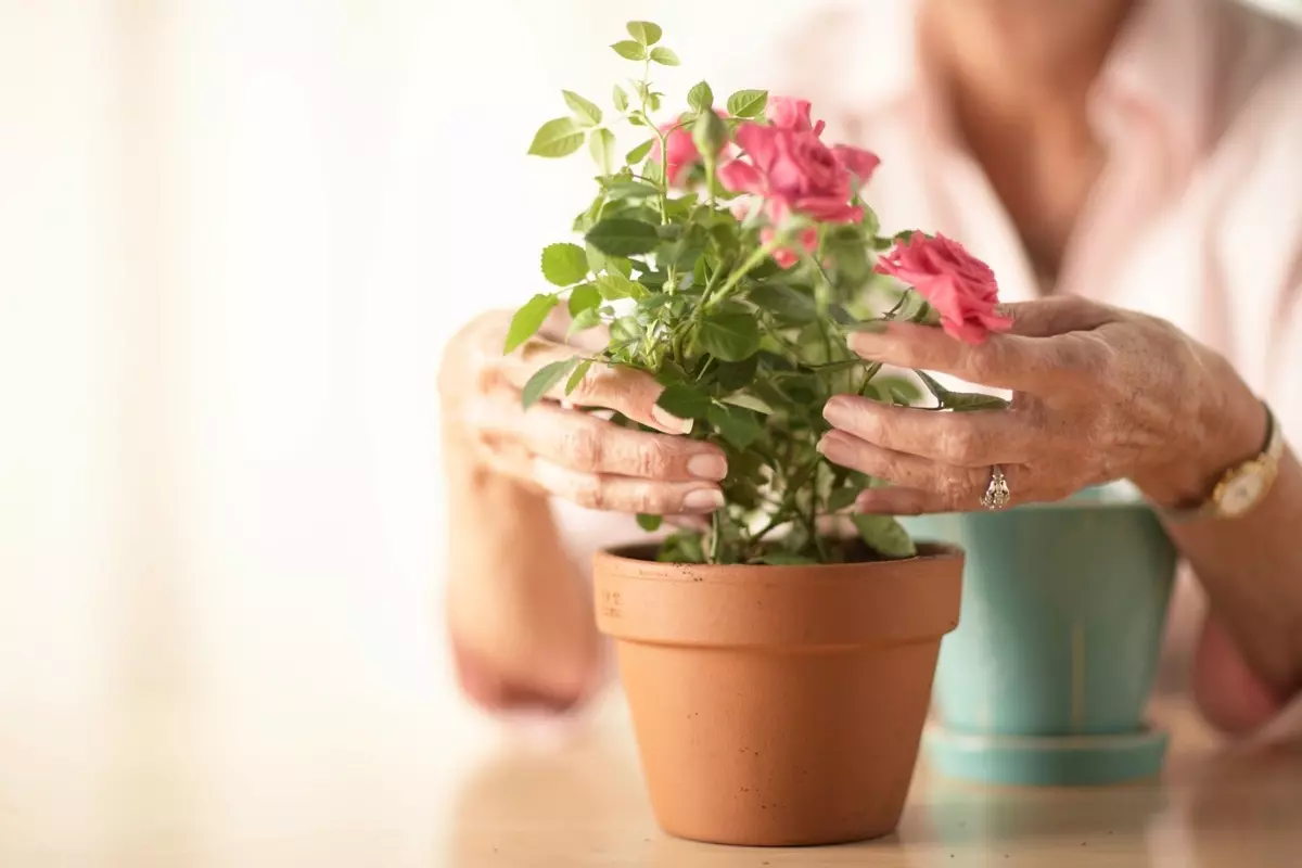 [Zařízení v domě] Jak pěstovat růže na okno?