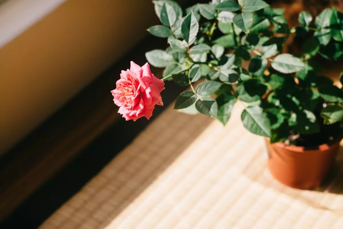 [Растенията в къщата] Как да растат рози на прозореца?