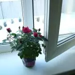 [Rastline v hiši] Kako rastejo vrtnice na oknu?