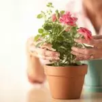 [집안의 식물] 창문에 장미를 키우는 방법은 무엇입니까?