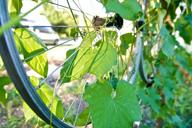 Nápady na zahradnictví plastových lahví s vlastními rukama s fotografiemi