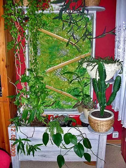 Roh vnitřních rostlin v bytě