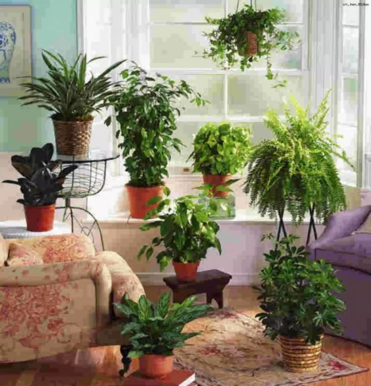 Canto de plantas internas no apartamento