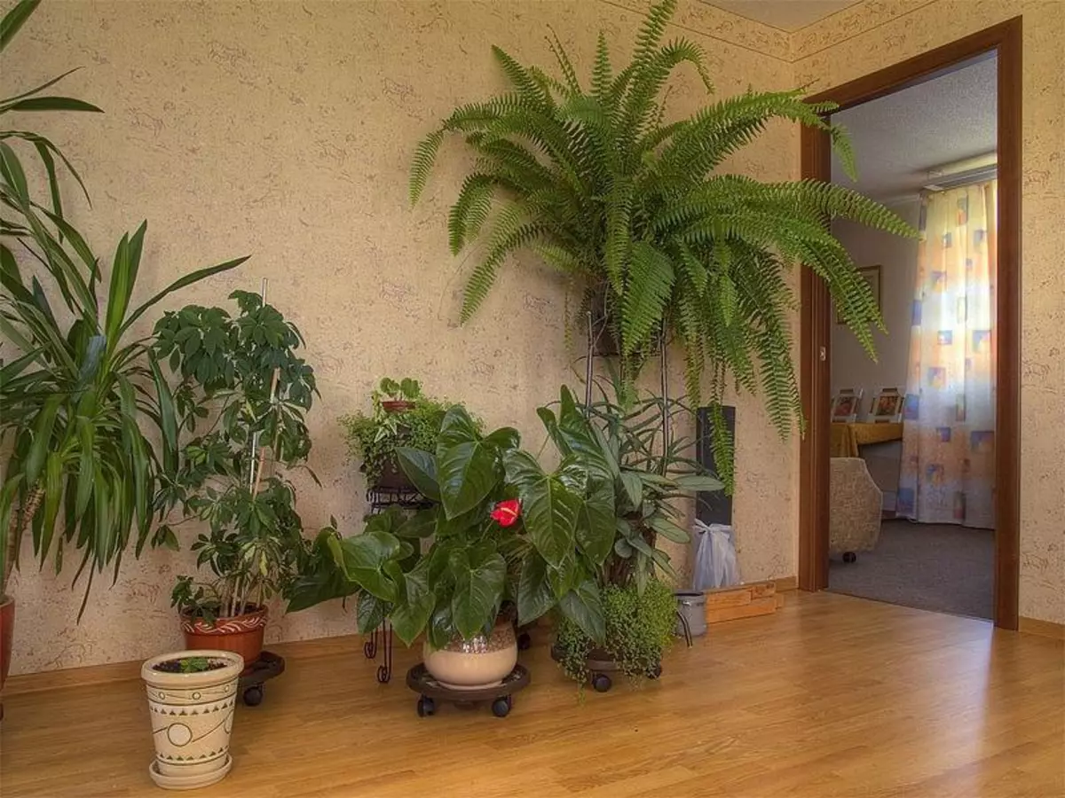 расположение комнатных растений в интерьере