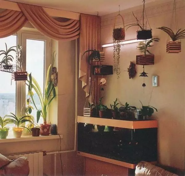 室內植物的角落在公寓