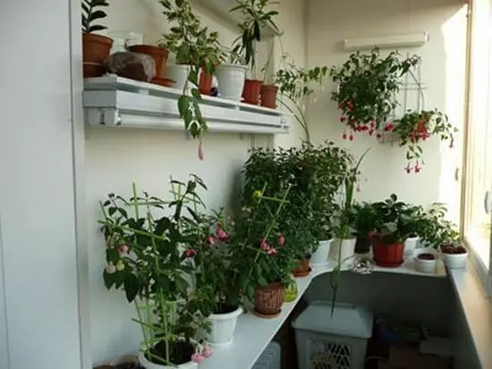 Roh vnitřních rostlin v bytě