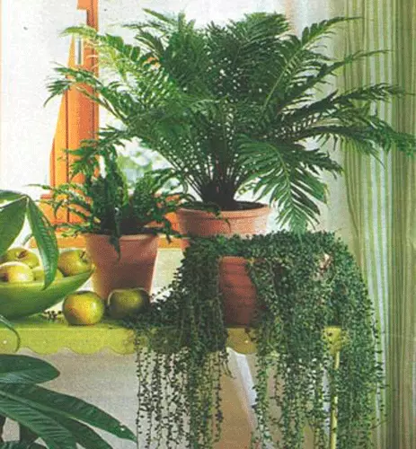 Sudut tanaman indoor di apartemen