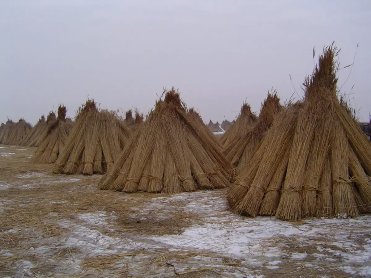 Ringing frá Reed fyrir byrjendur með höndum sínum með myndum og myndskeiðum