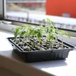 Lumalaki kami ng mga seedlings: Paano makapinsala sa loob?