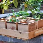 We grow seedlings: how to harm the interior?