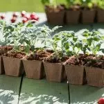 Rosnąmy sadzonki: jak szkodzić wnętrzu?