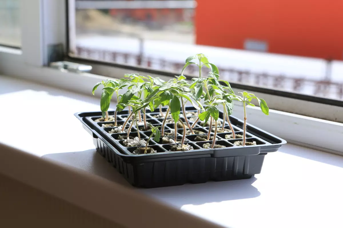 Wy groeie seedlings: hoe't jo it ynterieur hawwe?