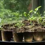 Lumalaki kami ng mga seedlings: Paano makapinsala sa loob?