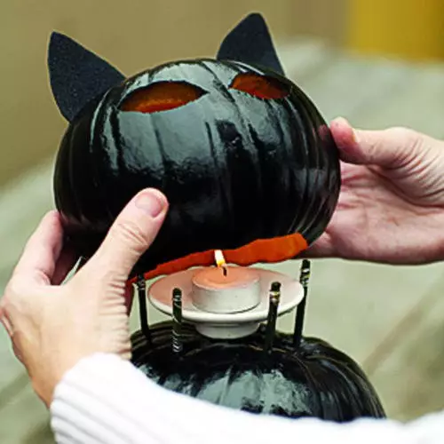 Cat ji pumpkin xwe bixwe