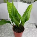 [घर में पौधे] एस्पिडिस्ट्रा: देखभाल की विशेषताएं
