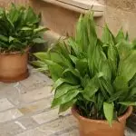 [Planter i huset] aspidistra: omsorgsfunksjoner