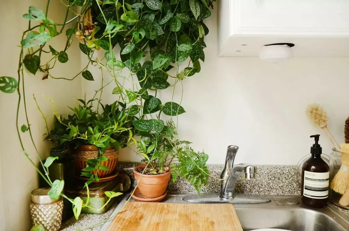 Plantas de interior no interior: para cociña, sala de estar e baño