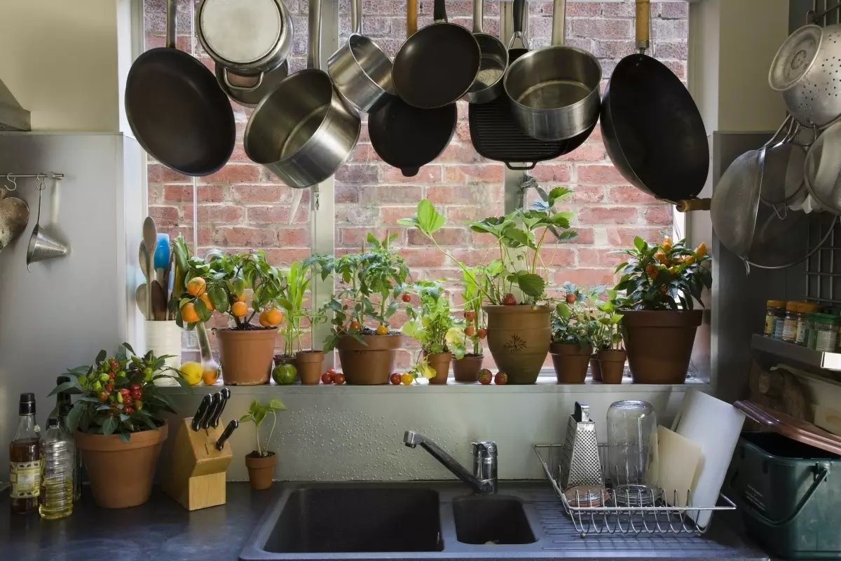النباتات الداخلية في الداخل: للمطبخ، غرفة المعيشة والحمام