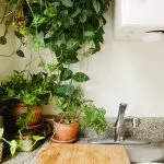 Inomhusplantor i inredningen: för kök, vardagsrum och badrum