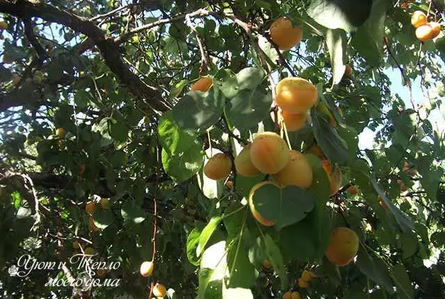 Compote từ apricots cho mùa đông với xương: một công thức đơn giản mà không bị khử trùng