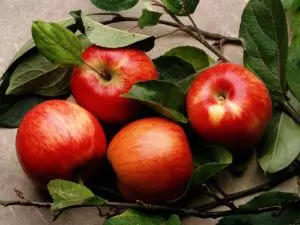 შენახვის ვაშლის ბალანსი და ლოჯი