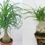 [گھر میں پودوں] 8 پودوں جو ایک مہینے کے لئے پانی کے بغیر چھوڑ سکتے ہیں
