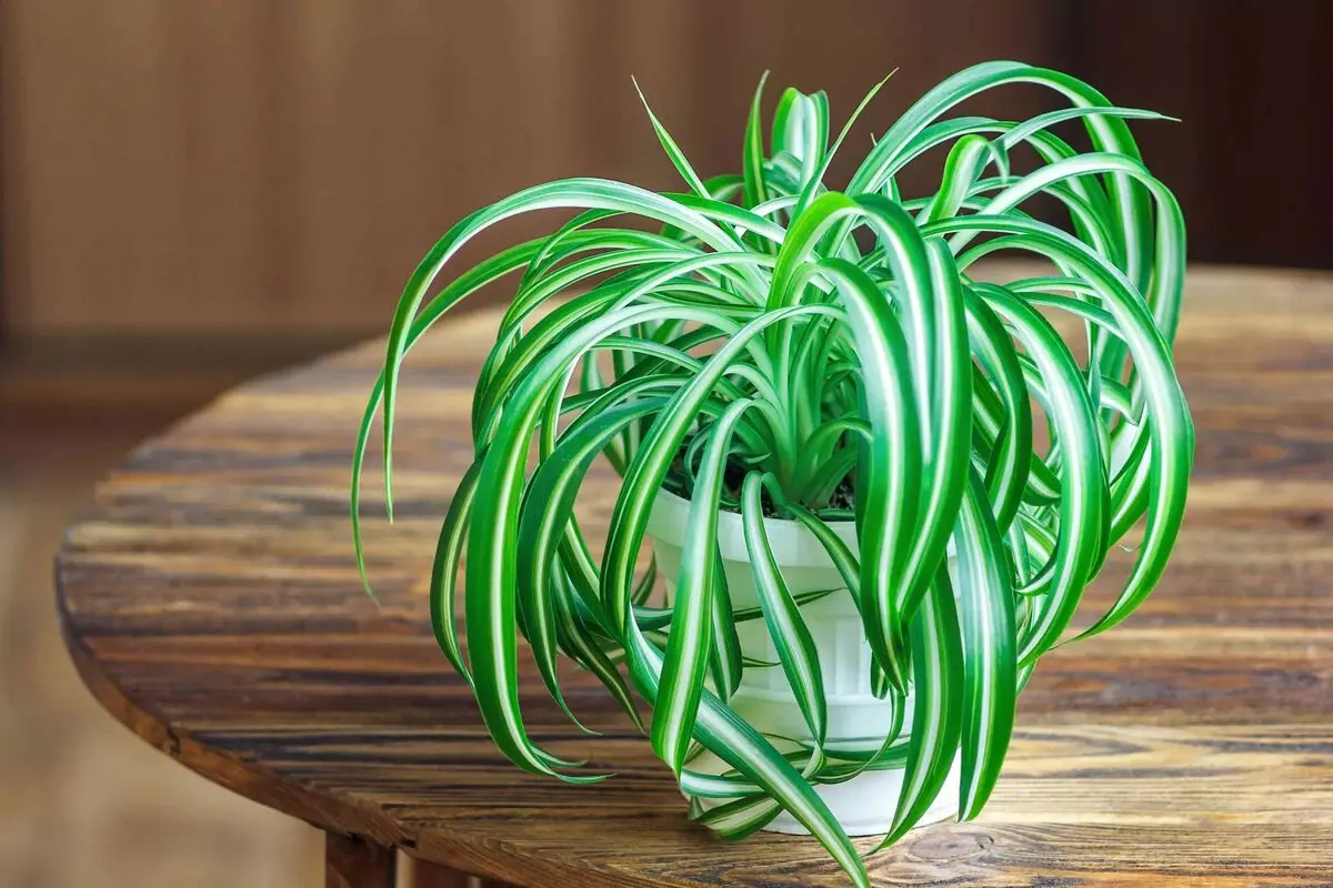 [Plantas na casa] 8 plantas que podem ser deixadas sem rega por um mês