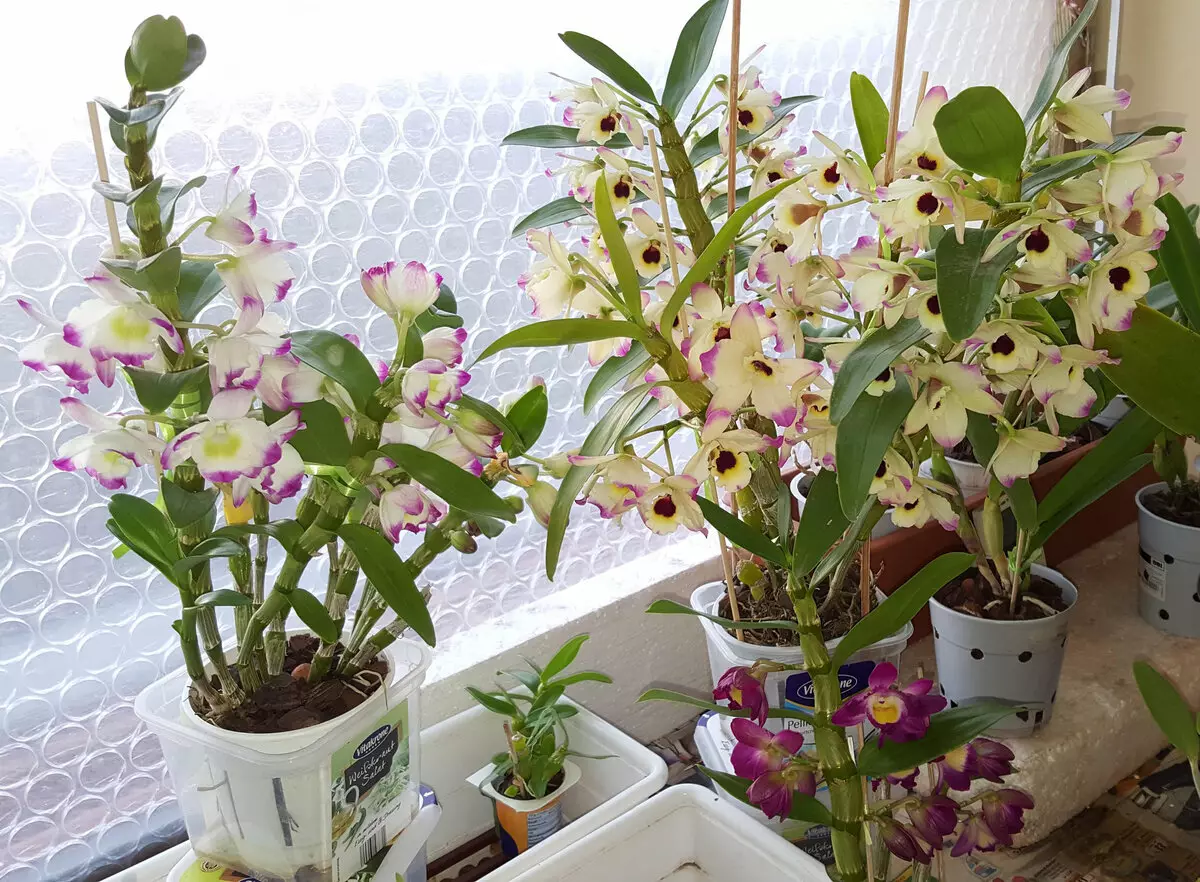 [Zařízení v domě] Dendrobium orchideje doma: populární pohledy a péče