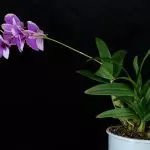 [Plantes dans la maison] Orchidées Dendrobium à la maison: Vues populaires et soins