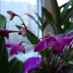 [Lima i totonu o le fale] Dendrobium Orchids i le fale: lauiloa manatu ma tausiga