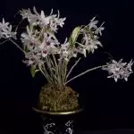 [Tanaman di rumah] Anggrek Dendrobium di rumah: Pemandangan dan Perawatan Populer