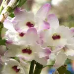 [Augi mājā] Dendrobija orhidejas mājās: Populāri skati un aprūpe