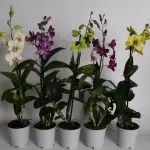 [Planter i huset] Dendrobium orkideer hjemme: populær utsikt og omsorg