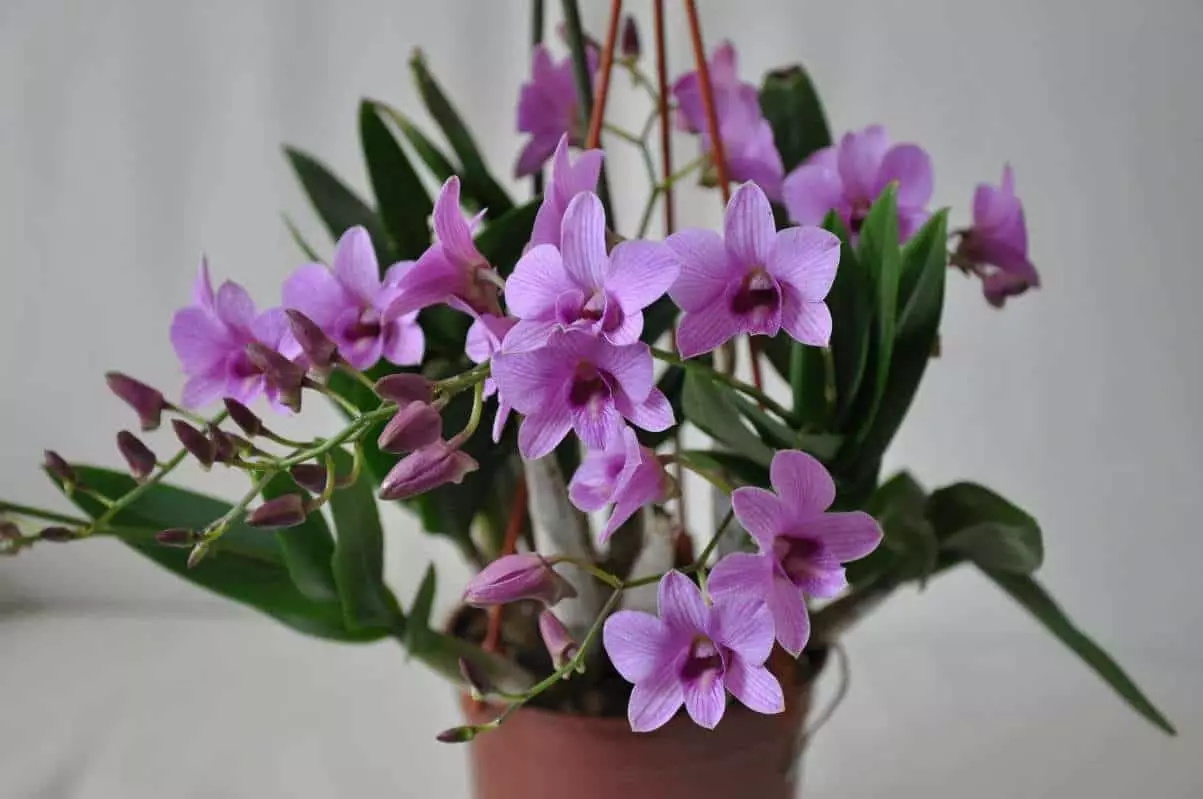[მცენარეები სახლში] Dendrobium Orchids სახლში: პოპულარული ხედები და ზრუნვა