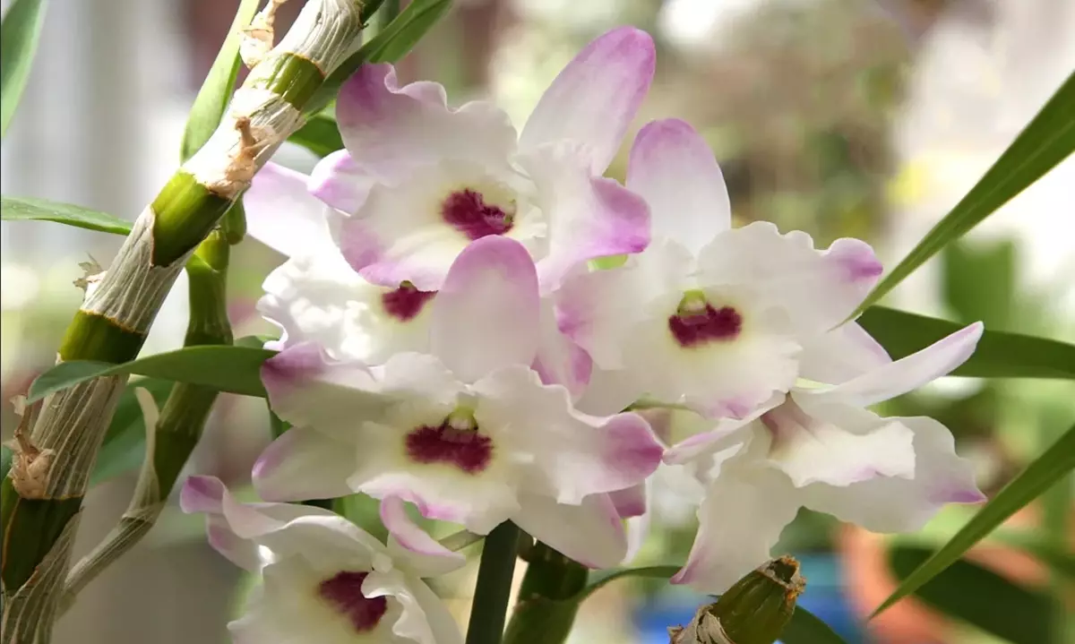 [Tsirrai a gidan] Dendobium orchids a gida: shahararrun ra'ayoyi da kulawa