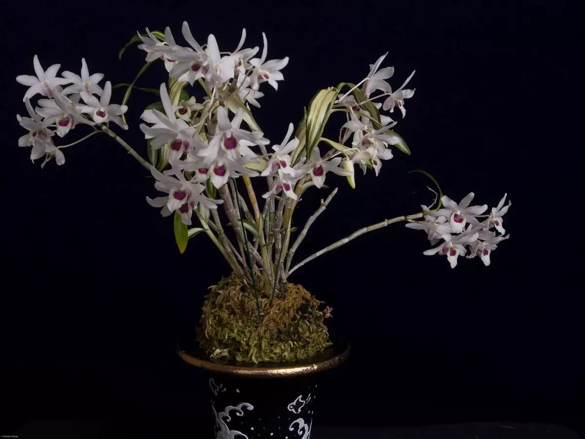 [အိမ်တွင်အပင်များ] အိမ်တွင် Dendrobium Orechids: လူကြိုက်များသောအမြင်များနှင့်စောင့်ရှောက်မှု
