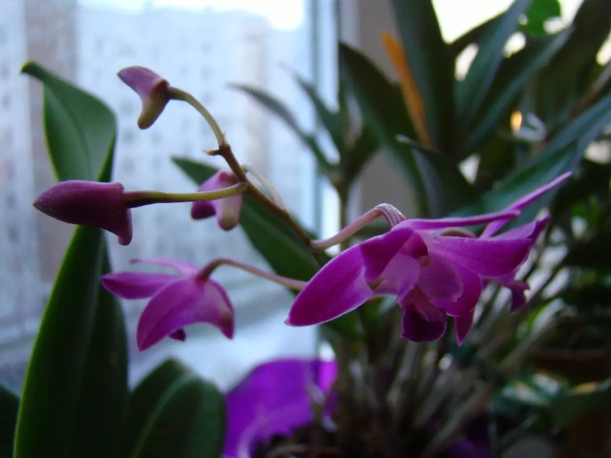 [Үйдегі өсімдіктер] Үйдегі дендрообий орхидеялары: танымал көріністер мен күтім
