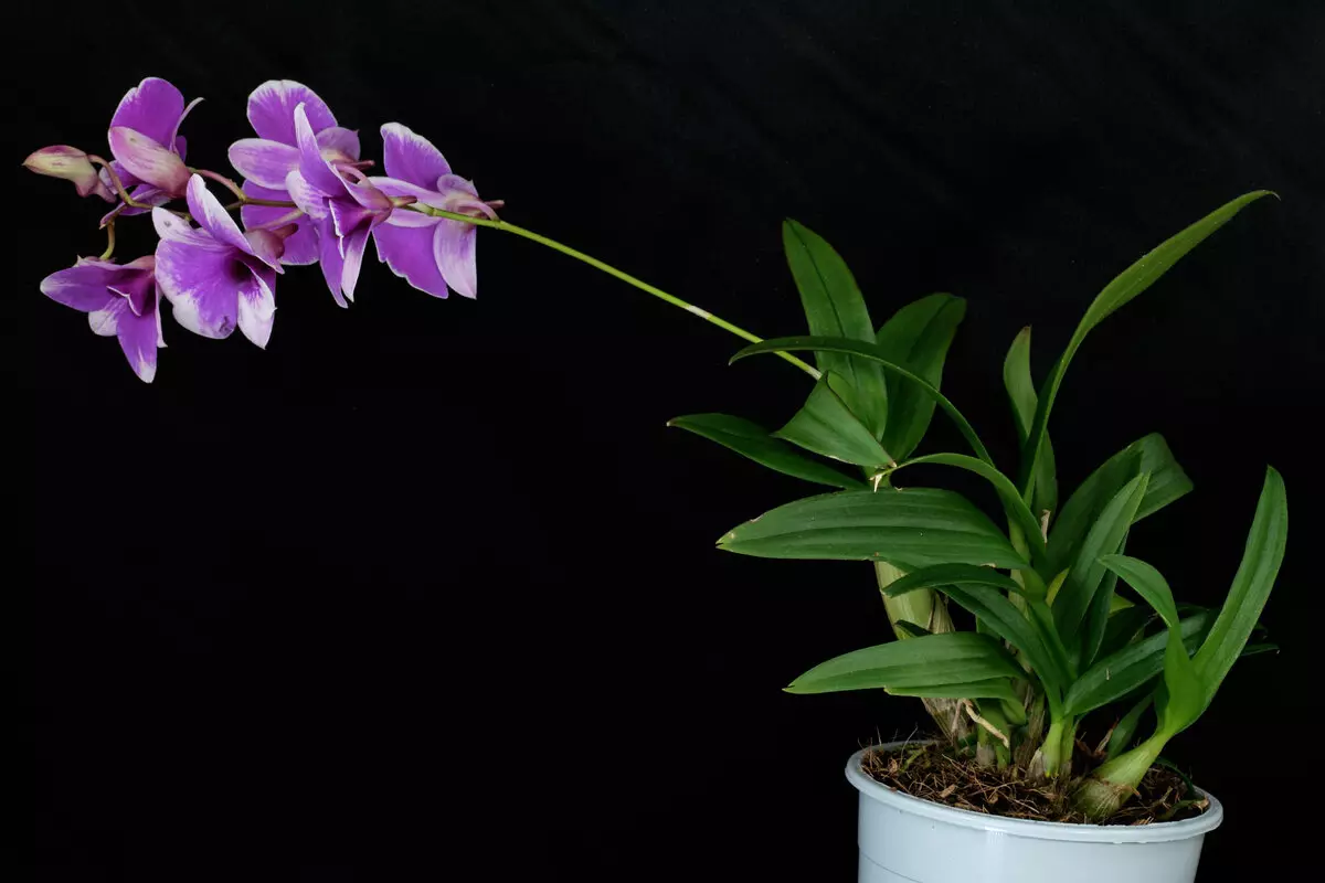 [Plants in the house] Dendrobium orchids at home: Popular views and care